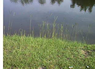 Bahia Lawn Grass